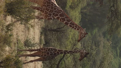 Two Giraffe Vídeos de archivo 234678920