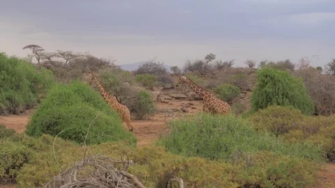 Two Giraffe Go To the Trees to Eat Their Leaves, the African Reserve 4K 库存影片 80867546