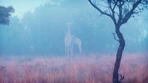 Two giraffe graze on a tree in the mist at a South African nature reserve Stock Footage 135581564
