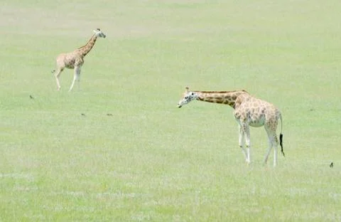 Two giraffe Stock Photos