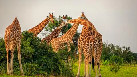 Two giraffe practicing necking among the tower 스톡 사진