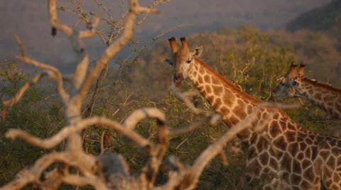 Two Giraffe standing and eating from a tree 動画素材 53204225