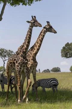 Two giraffe standing in the bush with zebra behind. African wildlife on safari Stock Photos