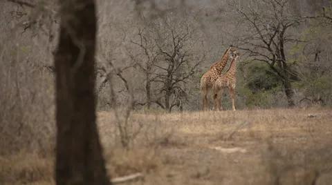 Two Giraffe standing in the distance eating Stock Footage 32061356