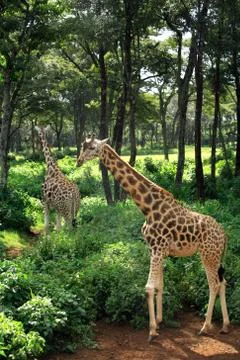 Two Giraffe strolling Stock Photos