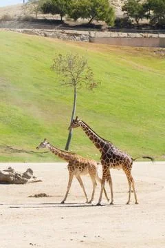 Two Giraffe Walking Stock Photos