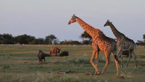 Two giraffe walking at sunset Stock Footage 11215205