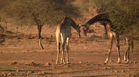 Two giraffes in the afternoon Stock Footage 8624355