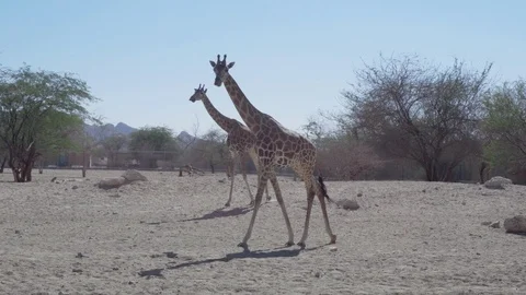 Two giraffes are walking Stock-Footage 100979864