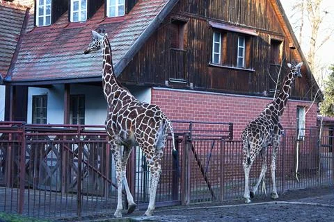 Two giraffes in the background of the building. Stock Photos