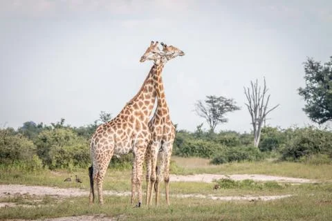 Two Giraffes bonding in the grass. Stock Photos