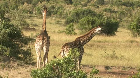 Two giraffes in the distance Stock Footage 22323725