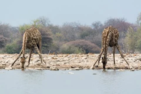 Two giraffes drining Stock Photos