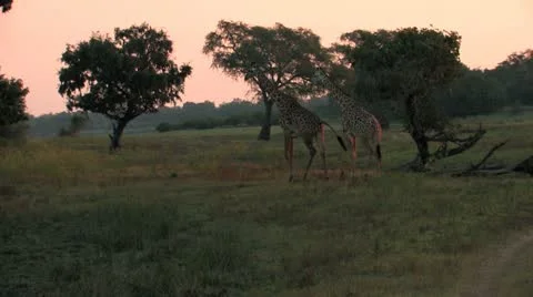 Two Giraffes at Dusk Stock Footage
