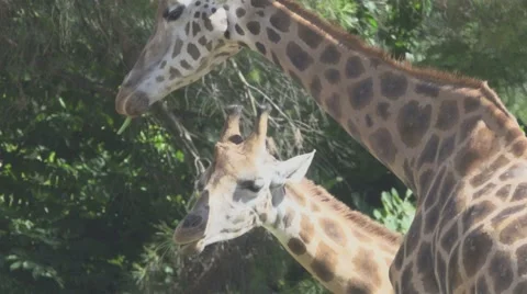 Two Giraffes Eating Stock Footage 65805966