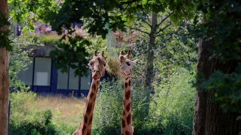 Two giraffes eating hay from hanging feeding net Stock Footage 345255248