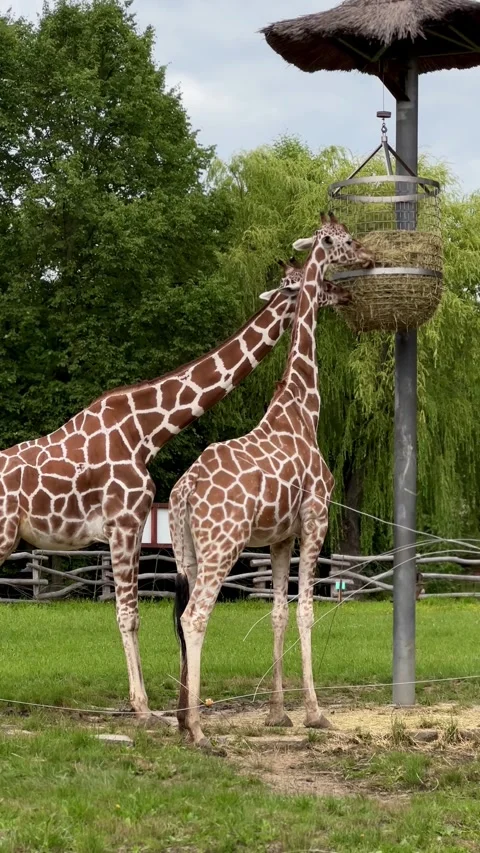 Two giraffes eating hay from high feeder outdoors Stock Footage 339367887