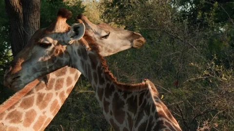 Two giraffes feeding Stock Footage 314233946