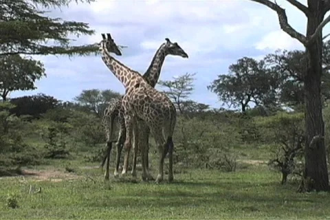 Two Giraffes Stock Footage 96735