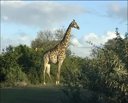 Two giraffes Stock Footage 11621242