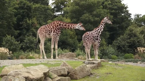 Two Giraffes Video stock 54219927
