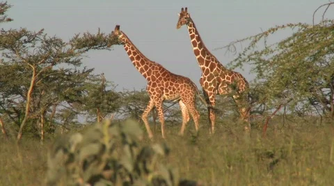 Two giraffes graze on the African plains. Stock Footage