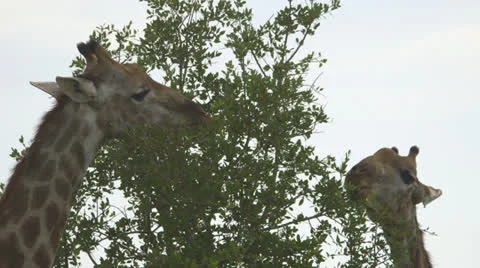 Two giraffes graze on the tree tops Stock Footage 25489630