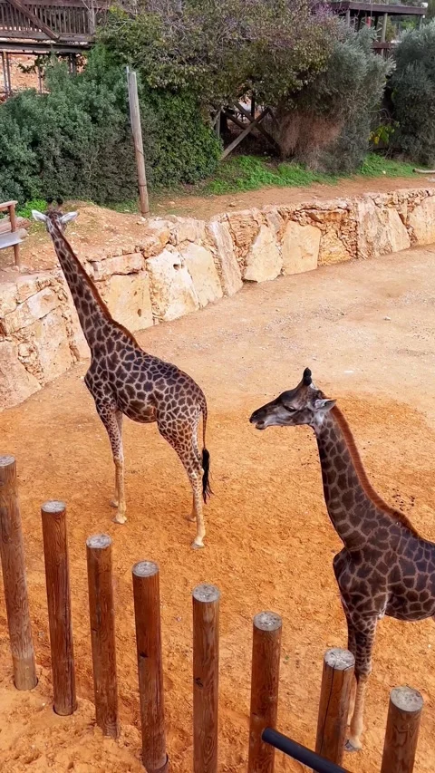 Two giraffes in the Jerusalem Biblical Zoo top view Stock Footage 274294201