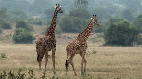 Two Giraffes looking at each other in the Akagera national park. Stock Footage 47850018