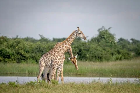 Two Giraffes necking in Chobe. Stock Photos