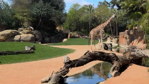 Two Giraffes, One Reaching for Palm Branch, Far Shot, Bioparc Valencia, Spain Stock Footage 306015145
