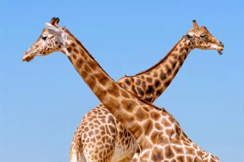 Two giraffes Foto stock