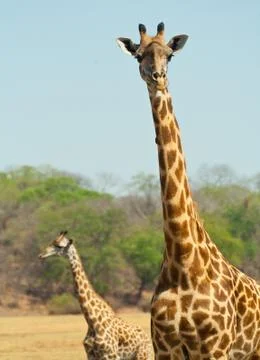 Two giraffes Stock Photos
