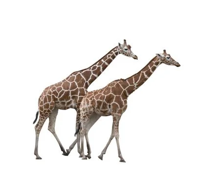 Two giraffes Foto stock