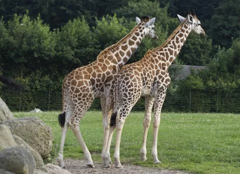Two giraffes Stock Photos