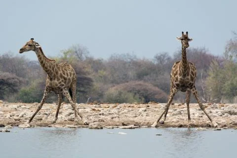 Two giraffes preparing drinking Stock Photos