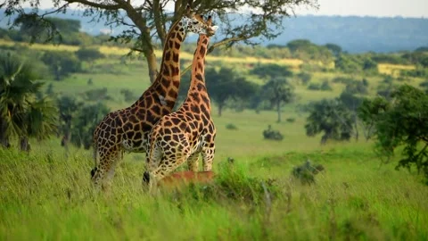 Two Giraffes rubbing necks in Uganda grassland Stock-Footage 297537331