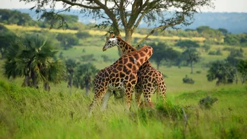 Two Giraffes rubbing necks in Uganda grassland Stock-Footage 297537372
