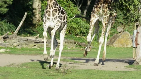 Two giraffes run towards the camera, warm and sunny day, nature and Stock-Footage 250774186