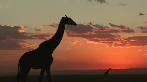 Two giraffes in the setting sun Stock Footage 12346113