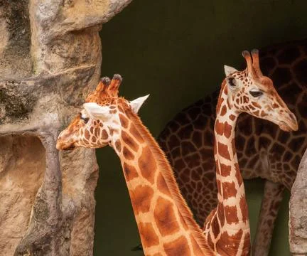 Two giraffes side by side with patterned necks and heads against a dark green Фото