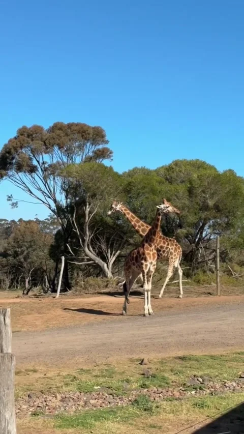 Two giraffes slowly walking through Werribee Park, Australia. Stock Footage 328149894