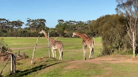 Two giraffes slowly walking through Werribee Park, Australia. Stock Footage 330468792