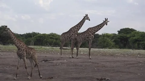 Two giraffes stand alert and scan the surroundings 스톡 동영상 319960759