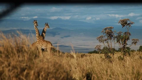 Two giraffes stand in the yellow grass Stock Footage 104976276