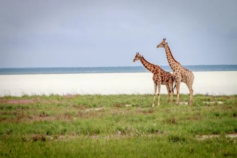 Two Giraffes standing in the grass. Stock Photos