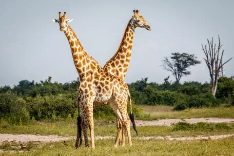 Two Giraffes standing in the grass. Stock Photos
