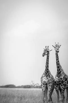 Two Giraffes standing in the grass. Stock Photos