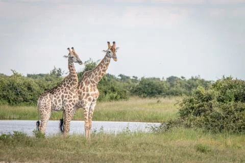 Two Giraffes standing in the grass. Stock Photos