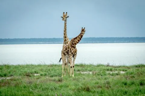 Two Giraffes standing in the grass. Stock Photos